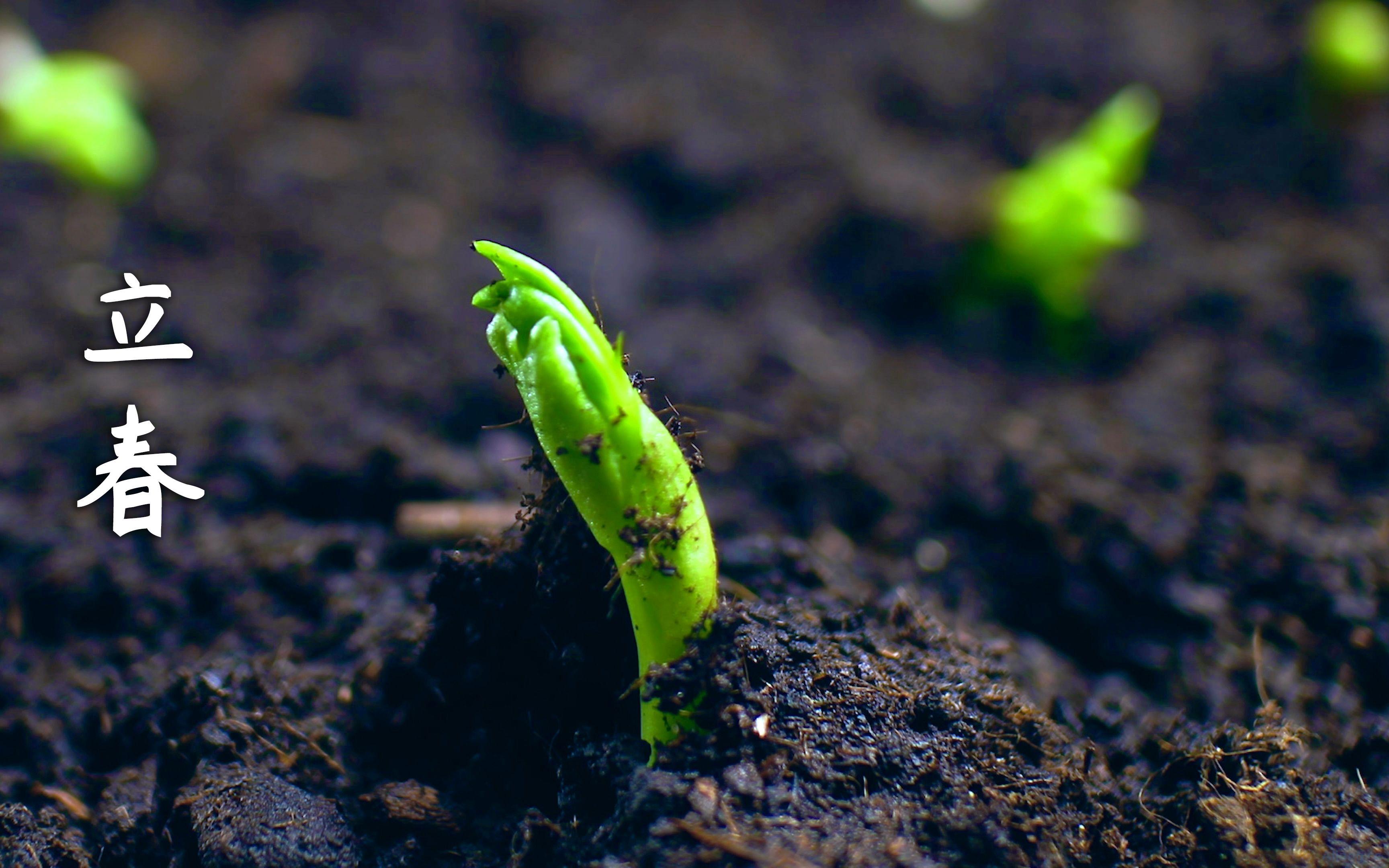 万物随春始,美好当发生---立春
